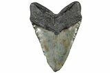 Huge, Fossil Megalodon Tooth - South Carolina #307428-2